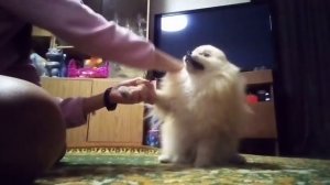 Как правильно дрессировать шпица?С чего нужно начинать?