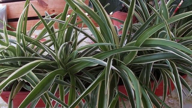 Хлорофитум летом смотреть онлайн