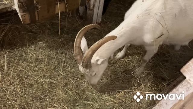 Мои Козы на сухостое// смотреть онлайн