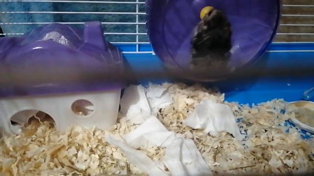 мой хомяк кнопка не волнуйтесь она в порядке она очень хорошо живёт :) смотреть онлайн