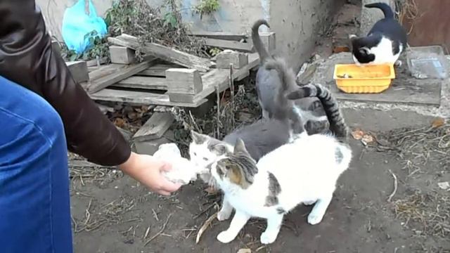 Коты и кошки на кормёжке смотреть онлайн