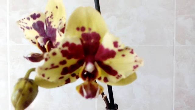 орхидея бабочка Пескара смотреть онлайн