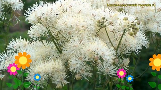 Василистник водосборолистный Альбум. Краткий обзор, описание thalictrum aquilegiifolium Album смотреть онлайн