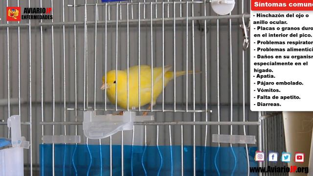 ✅ COMO CURAR TRICOMONIASIS EN PAJAROS 🐦 ENFERMEDADES DE AVES #2 смотреть онлайн