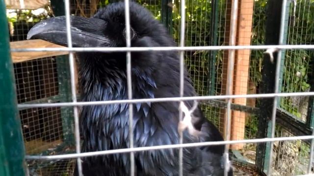 Говорящий ворон Яша. смотреть онлайн