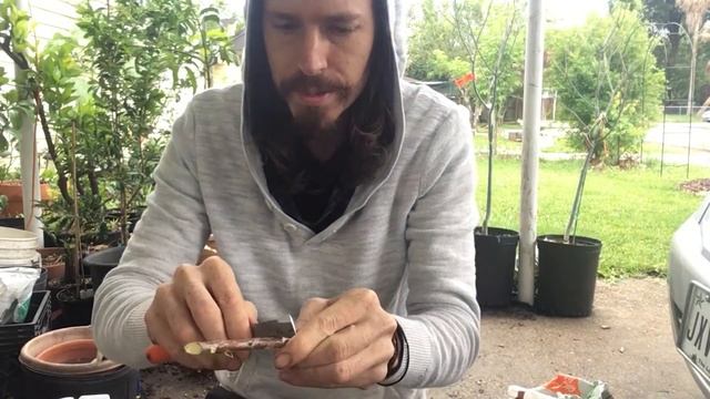 How to Clone a Tree from a Cutting смотреть онлайн