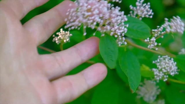 Цеанотус паллидус смотреть онлайн