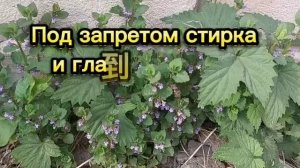 21 мая День Иоанна Богослова. Что нельзя делать в этот день. Народные приметы.
