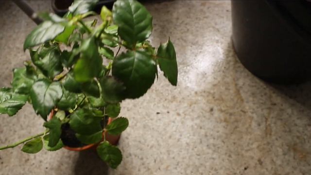 Роза за 50 руб. из Мегастроя. Как спасти 