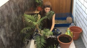 ?ХАМЕДОРЕЯ ПАЛЬМА?и уход в домашних условиях.