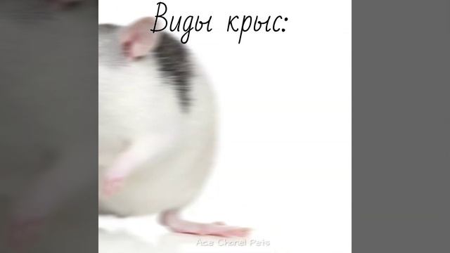 #shorts Виды крыс ? смотреть онлайн