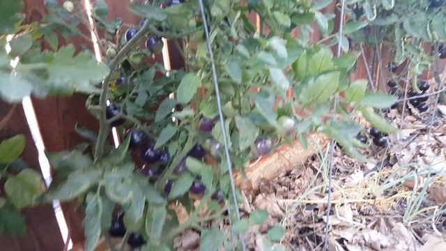 growing indigo rose tomatoes june update 2017 смотреть онлайн