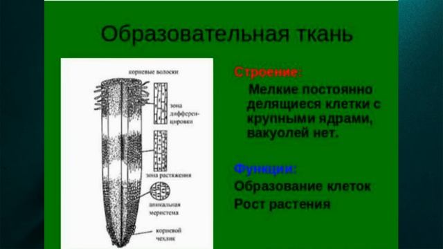 ?Ботаника ? . Ткани растений (образовательные и покровные) ,1 ч . смотреть онлайн