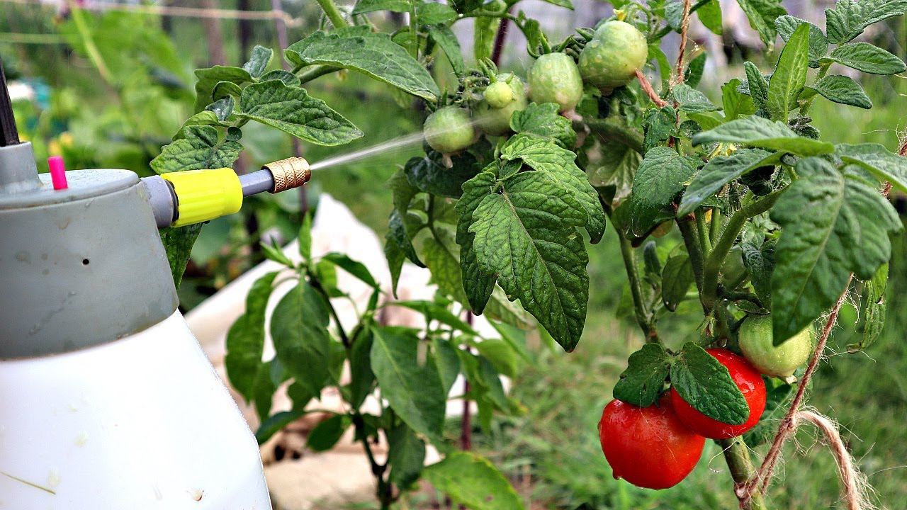 Фитофтора боится этого как огня! Супер средство от всепожирающего грибка! Акробат мц от фитофторы! смотреть онлайн