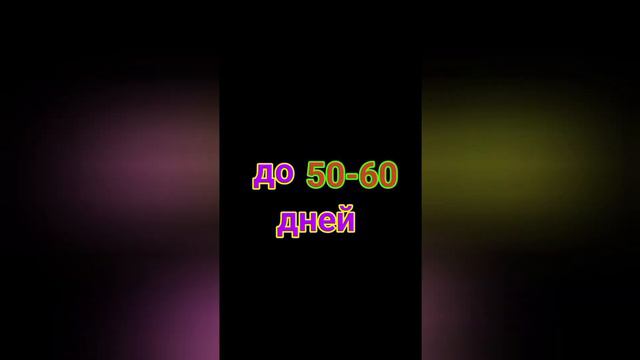 КОГДА посеять БАКЛАЖАНЫ? Как легко рассчитать сроки посевов? смотреть онлайн