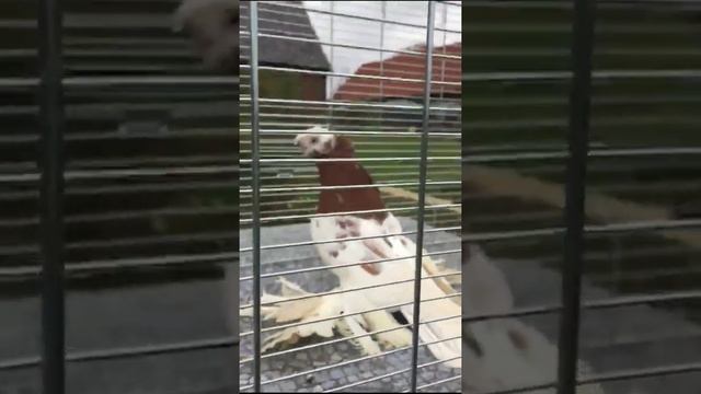 Бойные голуби, разных мастей. Хорошие коллекции. смотреть онлайн