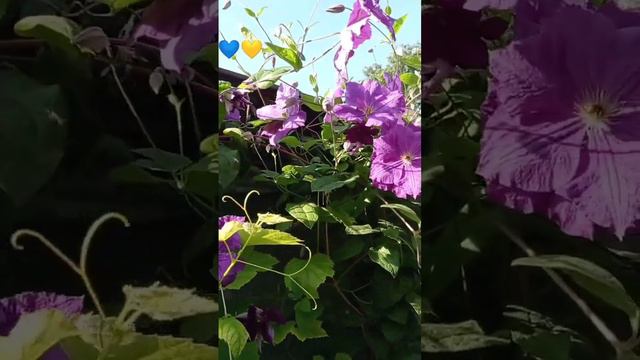 Цветёт Клематис!!! смотреть онлайн