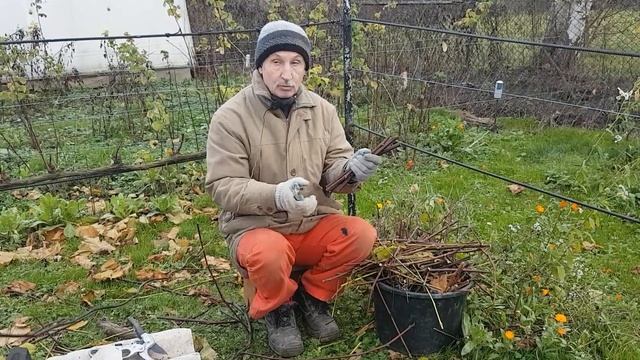 Виноградные лозы, как мы их используем. смотреть онлайн