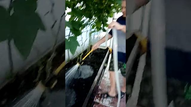 Полив огурцов