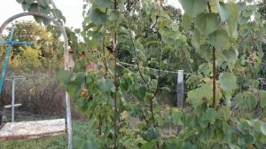 Формування абрикоса по системі KGB