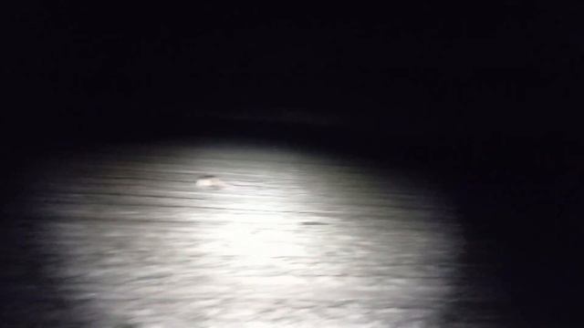 Супер охота на косулю.Охота с подхода.Охота в Беларуси 2022. смотреть онлайн