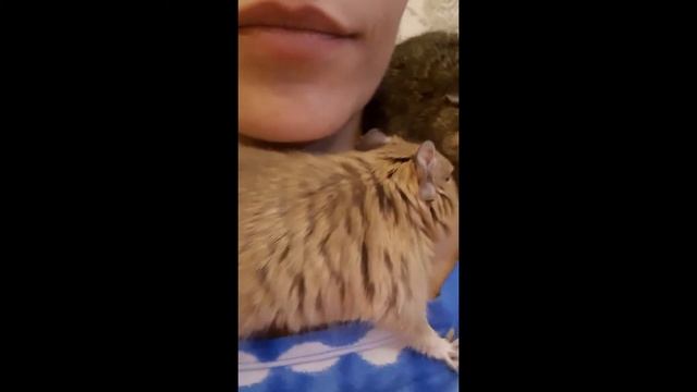 Что получилось у меня с Дегу/Как наладить контакт?/Что делать если Дегу убегает? смотреть онлайн