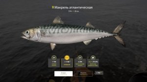 Сколько рыбы нужно поймать прокачки МЛО 100%| Прокачка навыка до 100% на море|Русская рыбалка 4 #рр