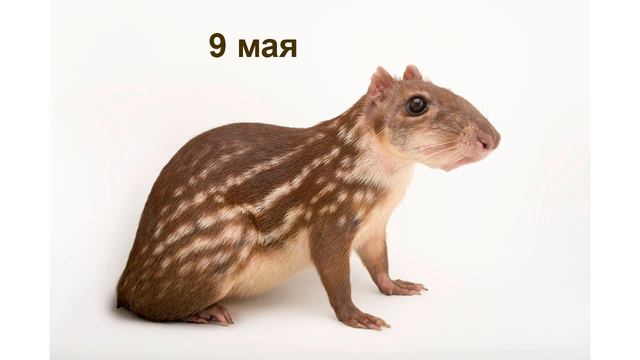 Любимые лакомства паки | Усатые, пернатые и хвостатые смотреть онлайн