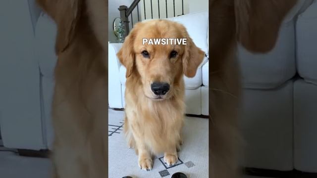 My Dog Picks His Son's Name смотреть онлайн