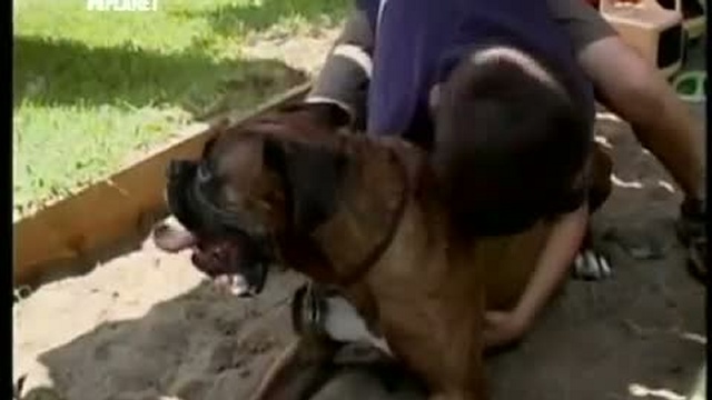 Переводчик с собачьего с Цезарем Миланом