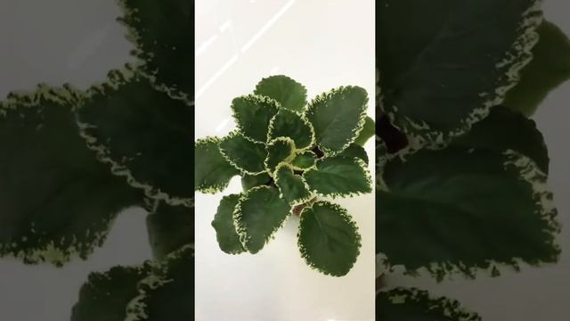 Комнатное растение фиалка#shorts смотреть онлайн