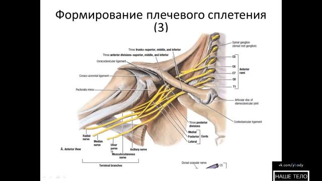 Анатомия человека. Формирования плечевого сплетения. Изранов В.А