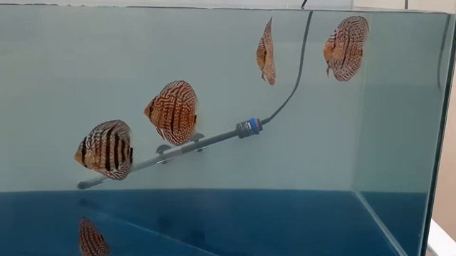 Heckel cross discus India. смотреть онлайн