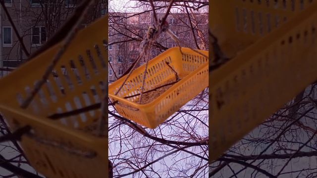 Наблюдение за кормушкой, утренний релакс. Синицы клюют семечки и геркулес. смотреть онлайн