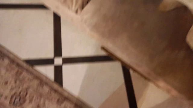 Лабрадор учуял вкусняшку смотреть онлайн