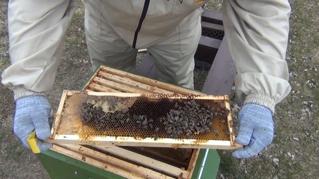 Работают ли полоски ЭКОПОЛ против клеща Варроа? смотреть онлайн