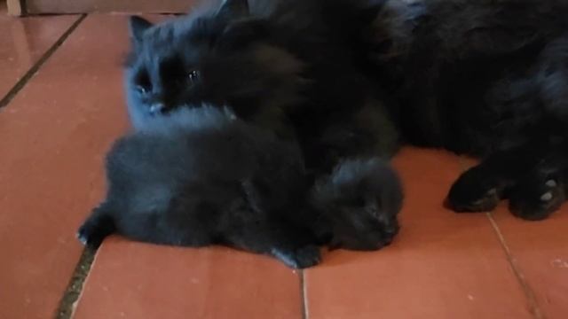 Я тебе не Мамка я Батька строгое отцовское воспитание кот и котенок ? cat and kitten смотреть онлайн