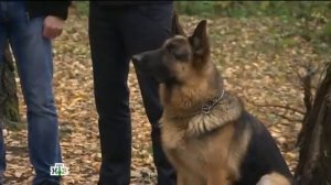 Возвращение Мухтара 2. Тайник, или вдова полковника