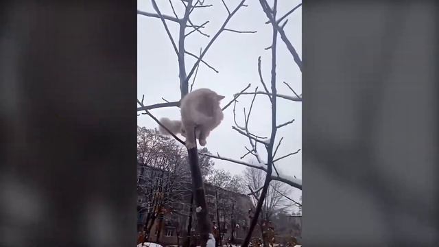 топ смешных животных недели #22 смотреть онлайн