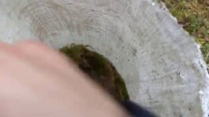 Сбор Мха Для Утепления Пчёл и Не только .