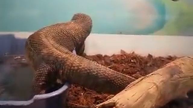 ВАРАН смотреть онлайн