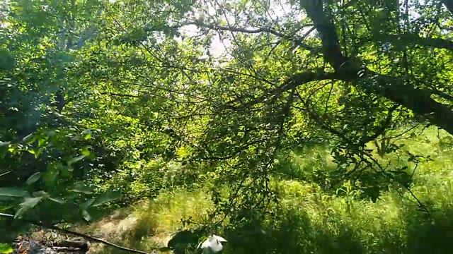 Видео на Даче. смотреть онлайн