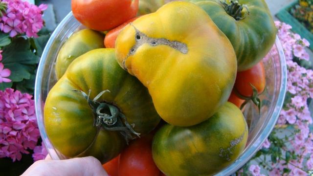 Итоги сезона-2023. Помидоры