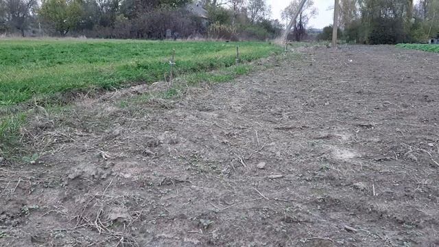 Испытываем гербицид Стомп по чесноку. Эксперимент с осенним внесением. смотреть онлайн