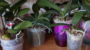 Что делать с воздушными корнями у орхидеи когда их много?