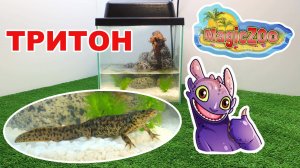 Испанский иглистый тритон. Аквариум для нового питомца.