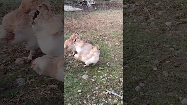 Мои куры Фавероль лосось. смотреть онлайн