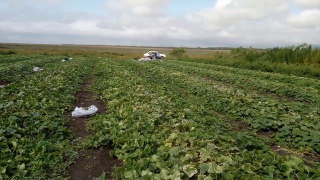 огурец (корнишон) ардия ф1, от bejo смотреть онлайн