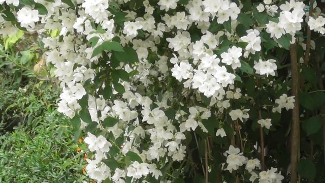 Philadelphus Coronarius Plant смотреть онлайн