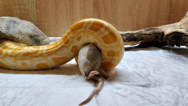 Кормление Суеты часть1 смотреть онлайн